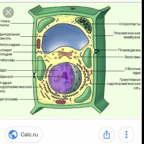 Растительная клетка ее строение.можете написать ее строение со всеми определениями