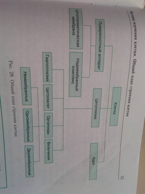 Растительная клетка ее строение.можете написать ее строение со всеми определениями