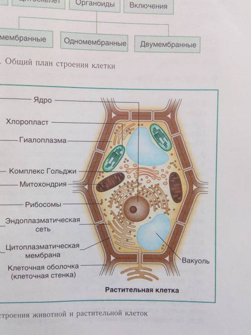 Растительная клетка ее строение.можете написать ее строение со всеми определениями