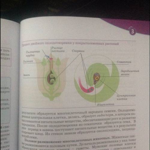 Упокрытосеменных растений оплодотворение осуществляет(ют): а)один сперматозоид,б)два спермия ,в)один