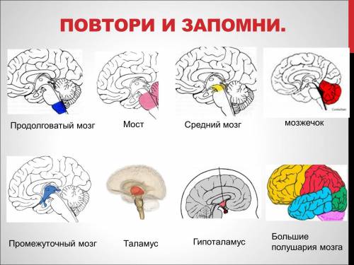 А1. строение тела человека изучает наука: 1) гистология 3) гигиена 2) анатомия 4) а2. жидкую внутрен