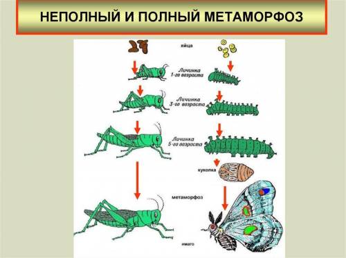 4. (а) перечислите два типа развития насекомых. (b) (i) укажите черты сходства между двумя типами ра