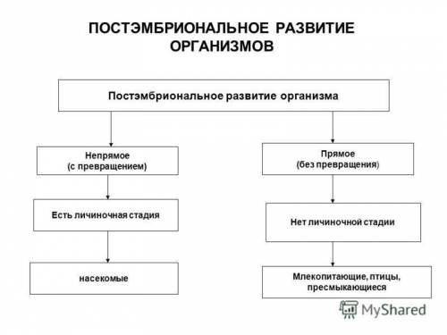 Что такое прямое и непрямое постэмбриональное развитие? примеры