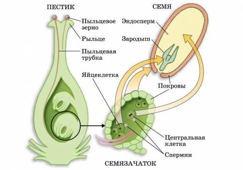 Объясните термин двойное оплодотворение у цветковых растений.