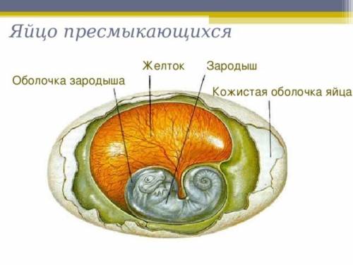 Строение яйца у рептилии(пресмыкающиеся)