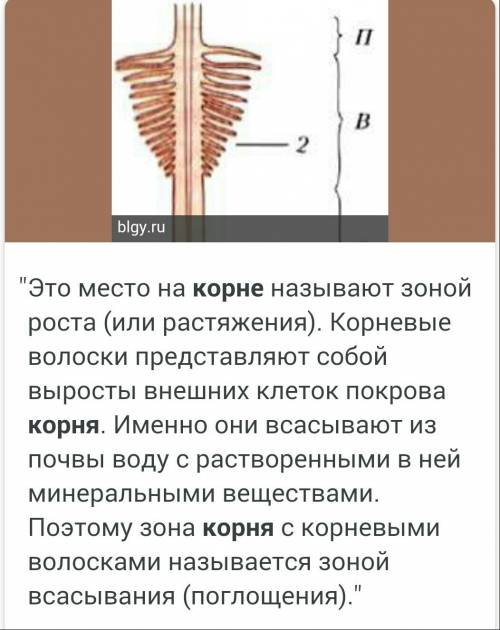 Внешнее и внутреннее строение корня.(коротко и ясно.)