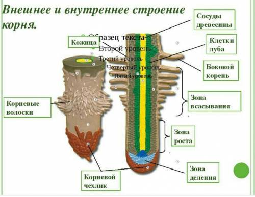 Внешнее и внутреннее строение корня.(коротко и ясно.)