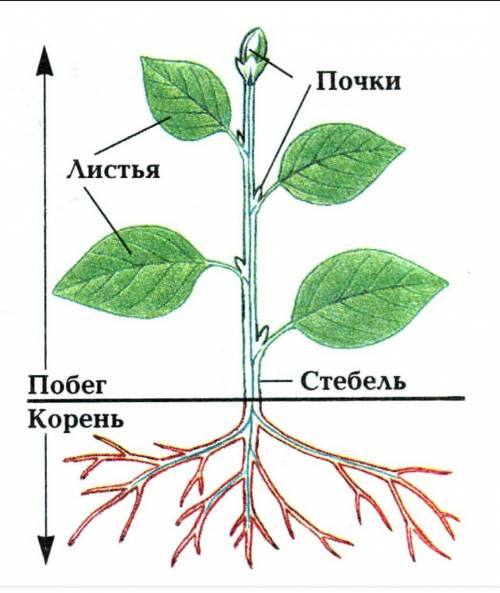 Внешнее и внутреннее строение корня.(коротко и ясно.)