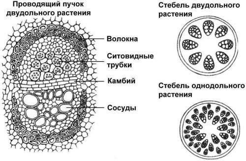 Опишите как растения растут в ширину и в длину