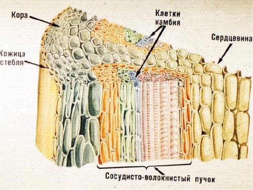 Опишите как растения растут в ширину и в длину