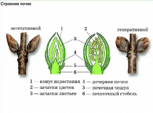 Опишите как растения растут в ширину и в длину