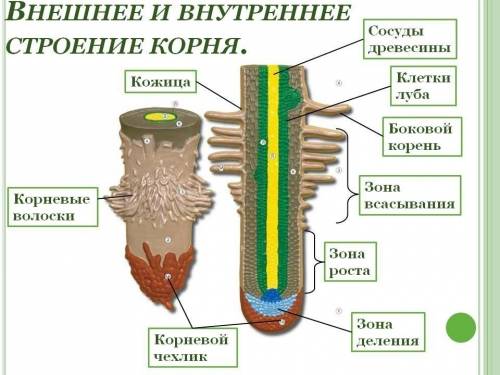 Напишите мне, : строение корня растения. зоны корня. видоизменения корней.