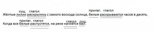 Жёлтые лилии раскрылись с самого восхода солнца, белые раскрываются часов в десять. когда все белые