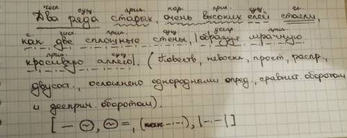 Выполнить синтаксический разбор: два ряда старых, высоких елей стояли, как две сплошные стены, образ