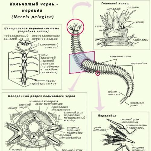 Личиночная стадия морских кольчатых червей