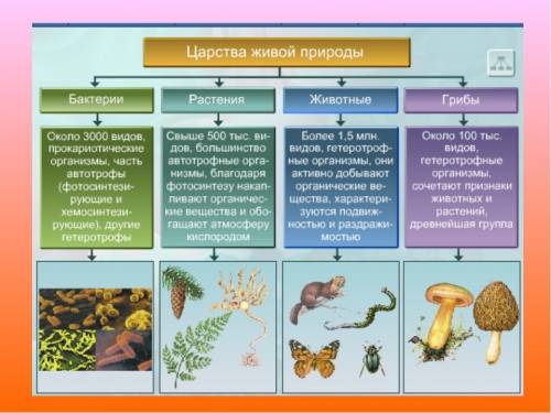 Характеристика царства животные на разных уровнях организации живой природы