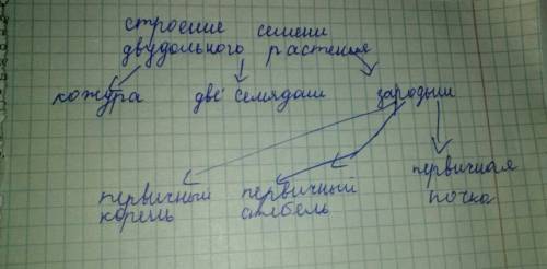 Изобразите схематично строение семени двудольных растений и подпишите основные их части