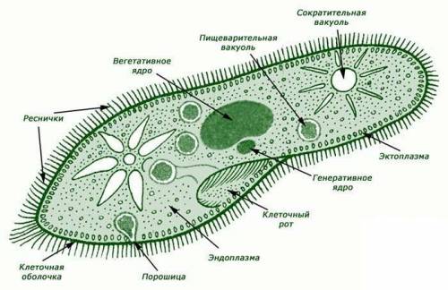 Рисунки с подписью эвглены зелёной (рисунок их самих и какие у них органы и это всё должно быть подп