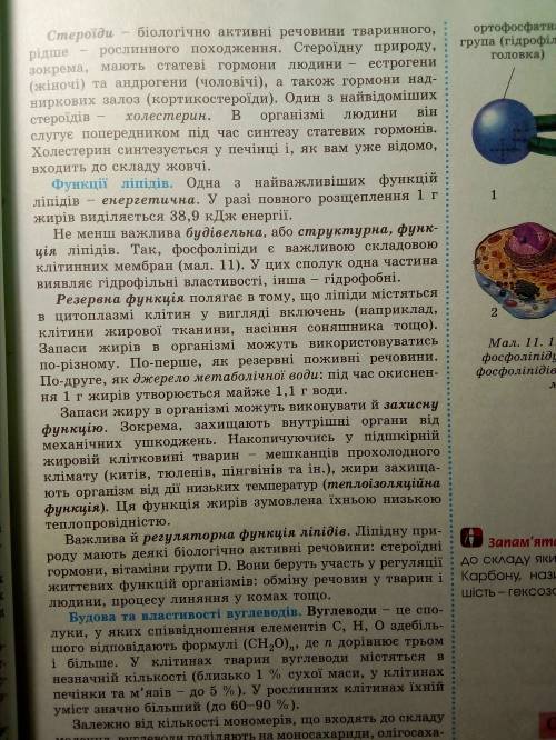 Які особливості будови та властивості ліпідів визначають їхнє значення?