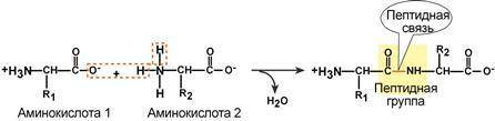Объясните механизм образования пептидной связи