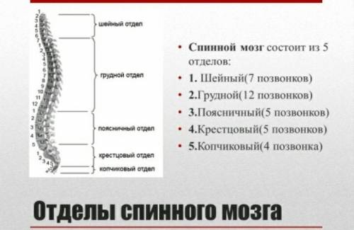 Напишите строение спинного мозга, его отделы и функции каждого отдела. за ответ 20 б