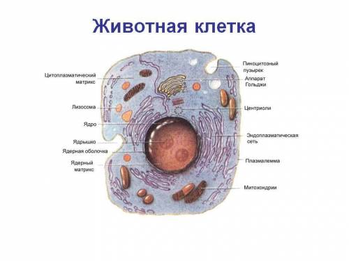 Нужно зарисовать животную клетку нужно