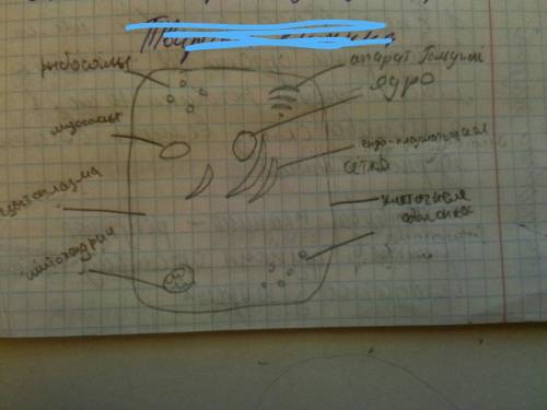 Нужно зарисовать животную клетку нужно