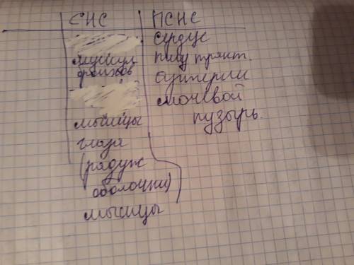 распишите таблицу! 1 столбик название: сердце, артерии, пищеварительный тракт, мочевой пузырь, муску