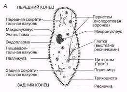 1. докажите на конкретных примерах что инфузории имеют более сложное строение чем саркодовые и жгути