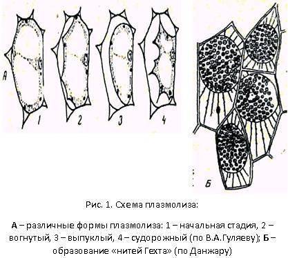 Прикрепите рисунок понятный с деплазмолизом растительной клетки