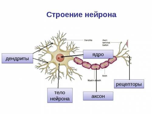 Какие функции выполняют дендриты и аксоны