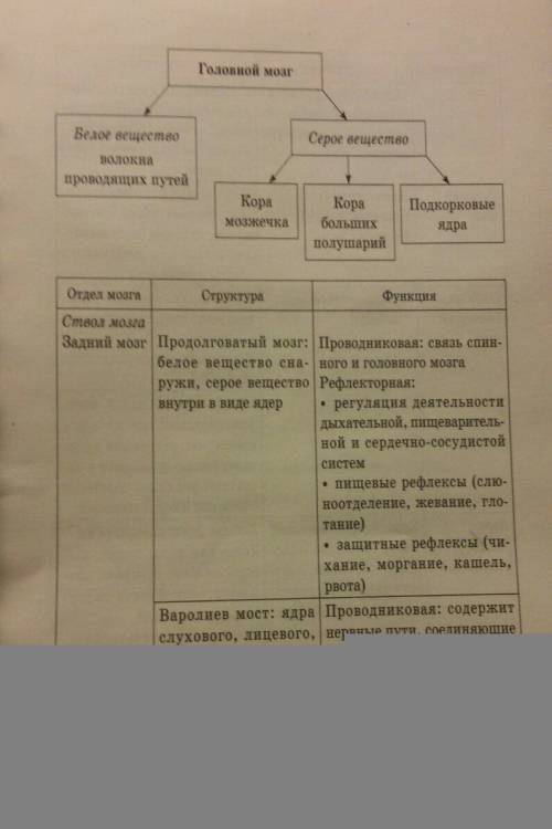 Как устроен головной мозг и какие функции выполняет