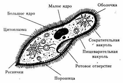 Сделайте вывод об особенностях строения инфузории туфельки.кратко, .