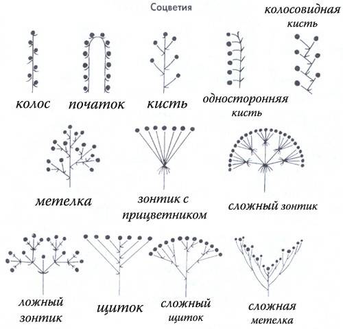 Изучив текмт на с. 33, выделите правила схематичного изображения соцветий. самостоятельно нарисуйте