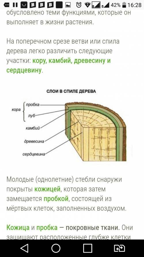 Внутреннее строение стебля и связь с его функциями кто нибудь