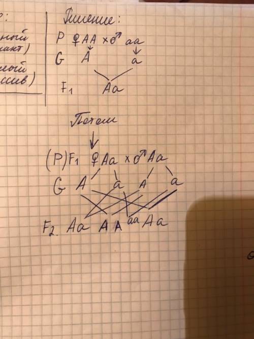 Объясните цикл как это делать. а- черный(доминант.) а- беллый(рецессив.) решение: р. ♀ аа х ♂ аа г.