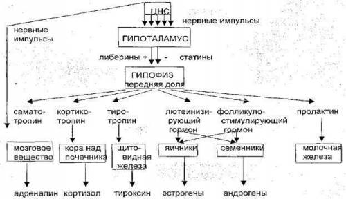 Как взаимодействует нервная система и эндокринная система? (на схеме)