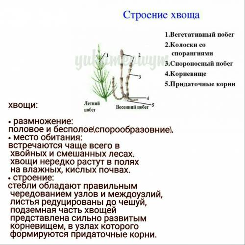 По биологии. нужно составить таблицу по растениям: размножение, место обитания, строение. растения: