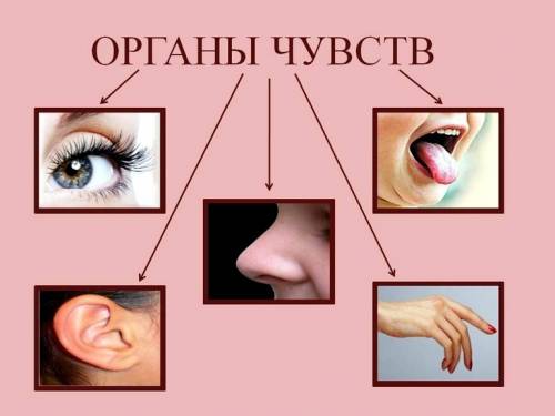 Доклад на тему по экологии как человек получает информацию об окружающем мире ! !