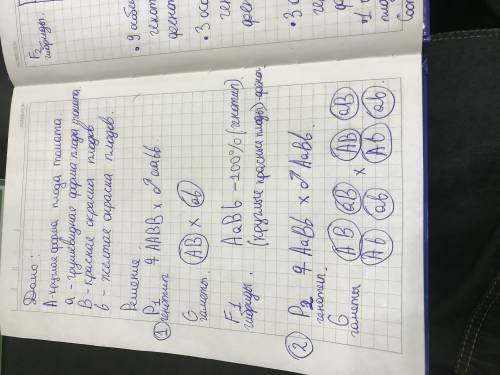 2)у томатов круглая форма плода доминирует над грушевидной.красна окраска плодов доминирует над желт