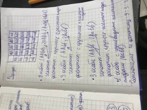 2)у томатов круглая форма плода доминирует над грушевидной.красна окраска плодов доминирует над желт