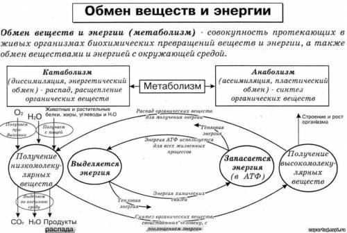 Какие конечные вещества образуют при обмене веществ разных групп живых организмов?