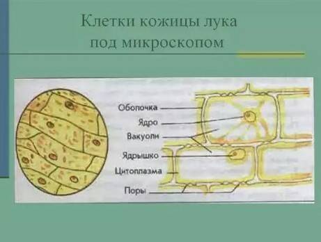 Кожица лука под микроскопом.какие клетки?