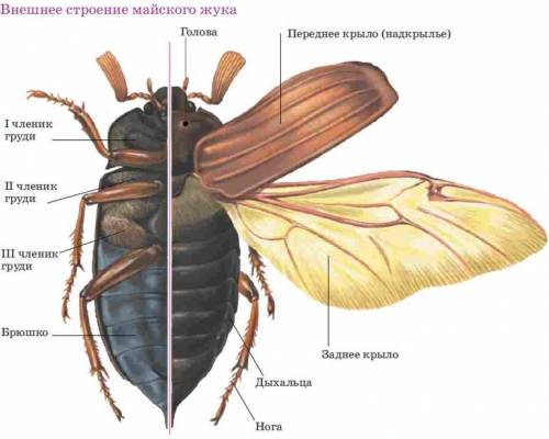 Сделайте вывод о при майского жука к среде обитания передвижения.!