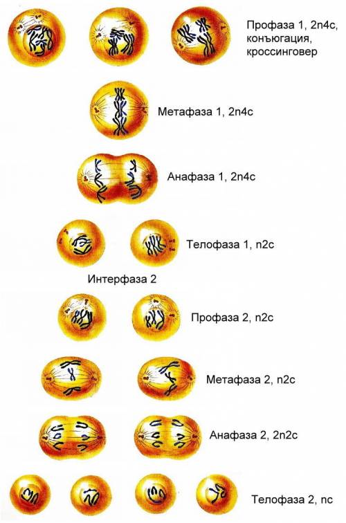 Как проходит мейотическое деление? кратко