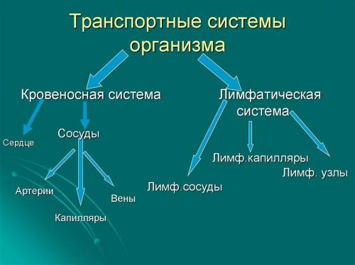 Транспортные системы организма таблица: 1)сосуды 2)скорость движение крови 3)строение 4)функции, 8 к