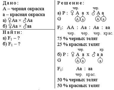 Ген чорного забарвлення великої рогатої худоби домінує над геном червоного забарвлення. яким буде по