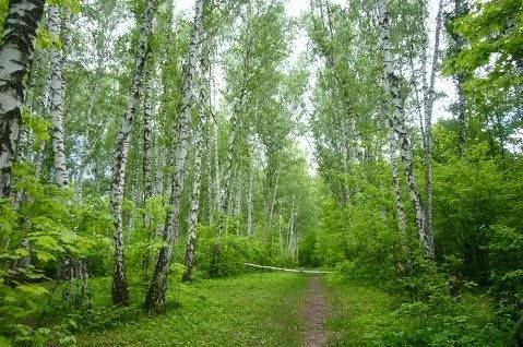 Подбери стихотворения о лесе. сделай к ним рисунки.