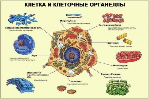 Одномембранные органоиды клетки. строение и функции.