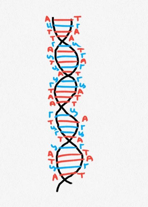20 ! изобразите фрагмент молекулы днк и достройте и-рнк тема: синтез белка вариант ответа: фотографи